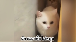 เพื่อนตัวน้อย สัตว์เลี้ยงแสนซน : น้องแมวดื้อไม่หยุด