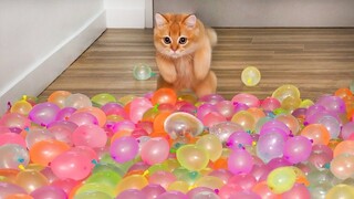 Best Funny Animal Videos Of The 2023 🤣 - Funniest Cats And Dogs Videos 😺😍