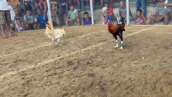 hack fight batobalani cockfit San roque.. April 05 2026               # igon line way win wla galos