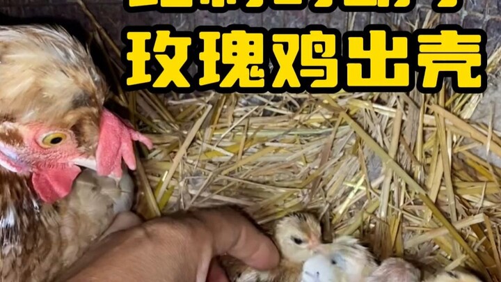 Ayam mawar berjenggot Belgia menetas