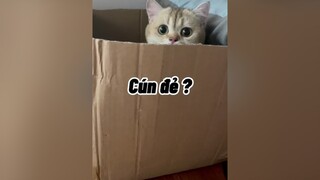 Em bé sắp sinhhhhh cat mèo cute