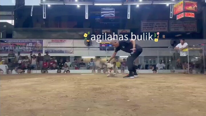 agilahas bulik
