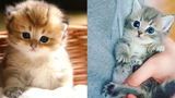 Baby Cats - รวมวิดีโอแมวน่ารักและตลก #31 | Aww สัตว์