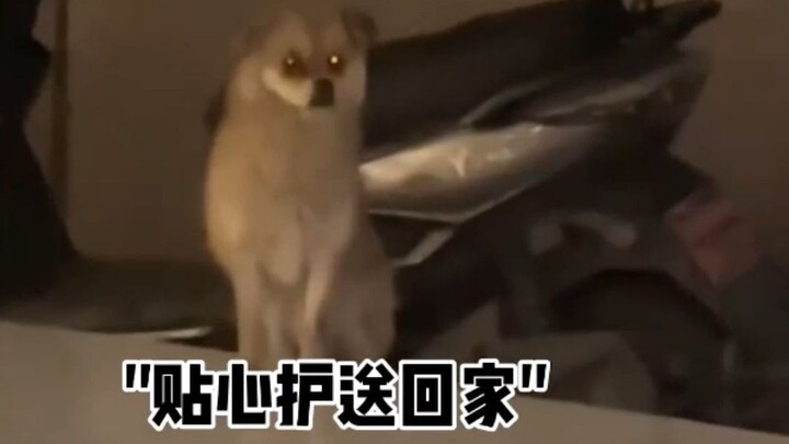 After My Own Dog Got Targeted by a Stray, I Suddenly Got It