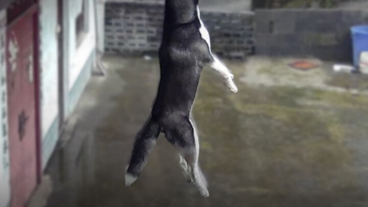 Recent Outrageous Events in the Animal Kingdom