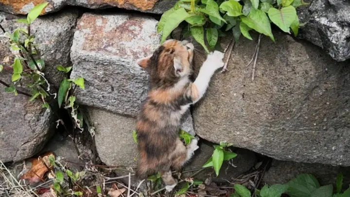 A kitten falls into a ditch and returns home