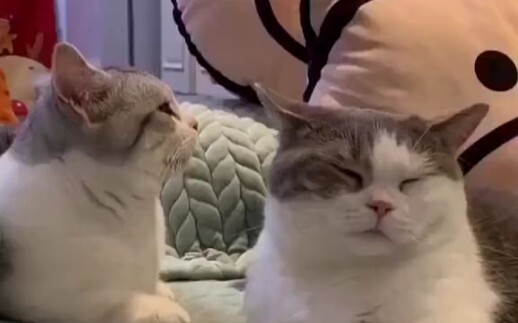 ضرب البقرة من وراء الجبل