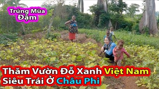 Tập 262: Mùa đỗ xanh bội thu ở  Châu Phi||2Q Vlogs Cuộc Sống Châu Phi