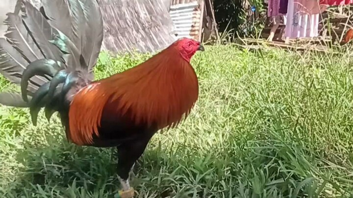 astig