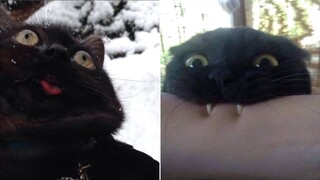 Funny Animal Videos that Make Me Belly Laugh 😂 (CUTE)