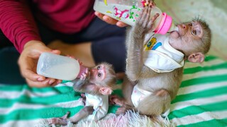 Same Same But Different!! Wow, So adorable tiny Luca & Yaya are drinking milk together in a line