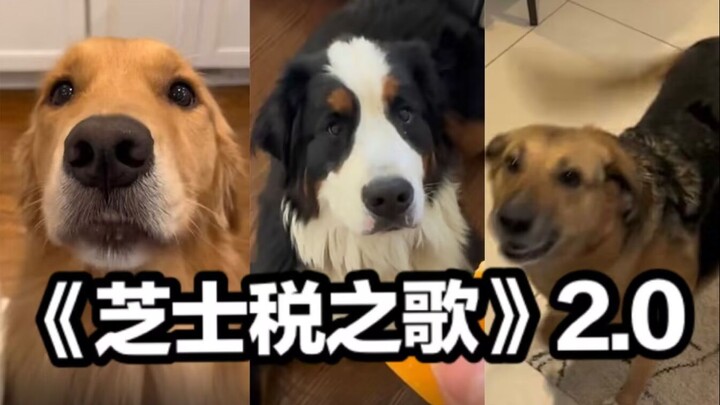 MV terbaru dari lagu pencuri hati di kalangan anjing, “Lagu Pajak Keju”