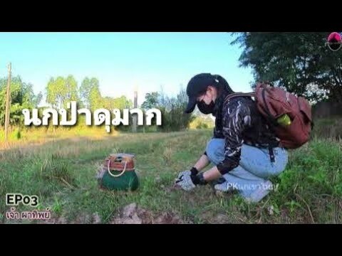 #ต่อนกเขาใหญ่ ตามเก็บเชลยโหด【เจ้าผาทิพย์】by PKนกเขาใหญ่  #Bẩy Chim Cu Gáy