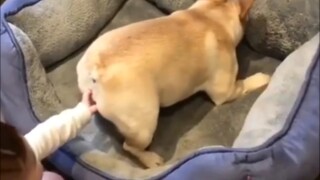 Aku datang ke Bilibili untuk mencari kesenangan, bukan untuk mengurangi pahala.