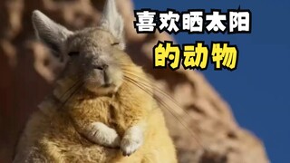 动物们为什么喜欢晒太阳！