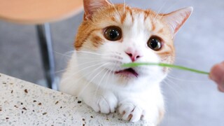 老母亲出去浪，老父亲独自喂猫一天，妙语连珠最后还露头了，长得真别致！