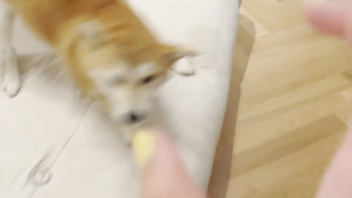 I’ve had a dog for two years, and I still haven’t touched it.