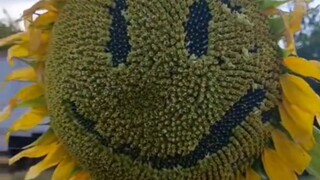 我再也不会产阳光了