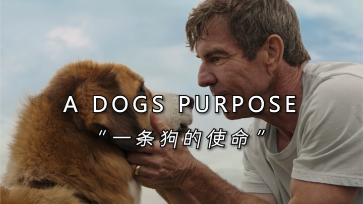 “四生四世，只为回到你身边”