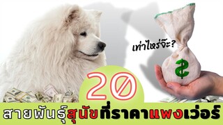 20 สายพันธุ์สุนัขที่ราคาค่าตัวแพงเว่อร์ #ECOBOK