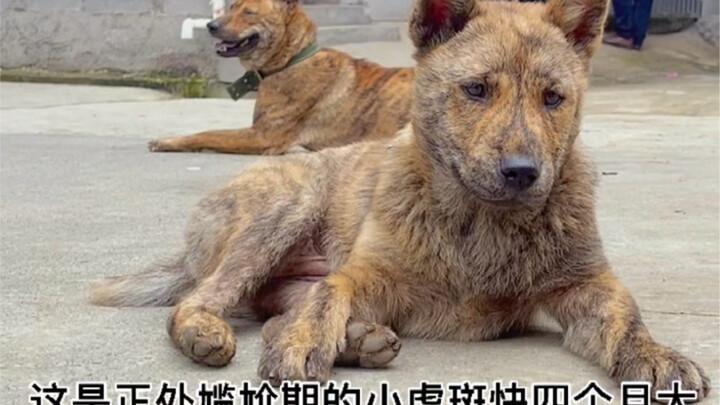 Rumah tua Hunter x Hunter ini ternyata memelihara beberapa ekor anjing tutul!