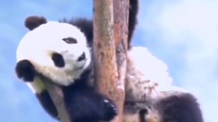 Mengapa panda suka memanjat pohon saat menghadapi bahaya?