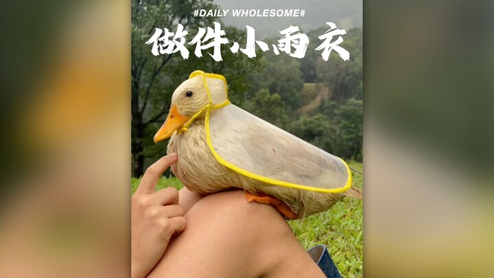 Making a little raincoat for ducklings whose feathers aren’t waterproof