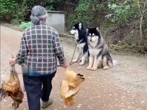 Want to know what city dogs do after they return to the village?