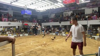 Magtito Gamefarm Signature Quick Kill Bulik. Win, stag Derby Gentri..