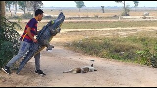 Prank sleeping dog video funny 2021