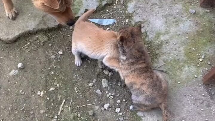 Anjing kampung Tiongkok memang sangat tangguh, tak akan pernah membiarkan dirinya diperlakukan semen