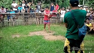 Malatuba vs alimbuyogin. Lasing talaga ang bubuyog sa tuba 🤣