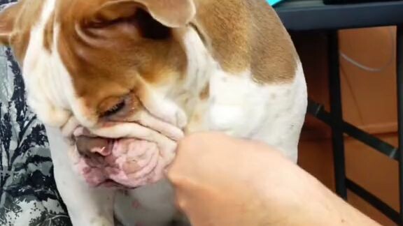 life hack dogies🤣🤣🤣🙈