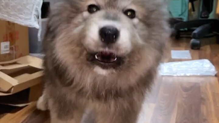 السامويه سهلة الإرضاء بجد! قبل ثانية كانت تتشاجر مع صاحبتها، وبعدها مباشرة: “ماما جان، أنا جايي!”