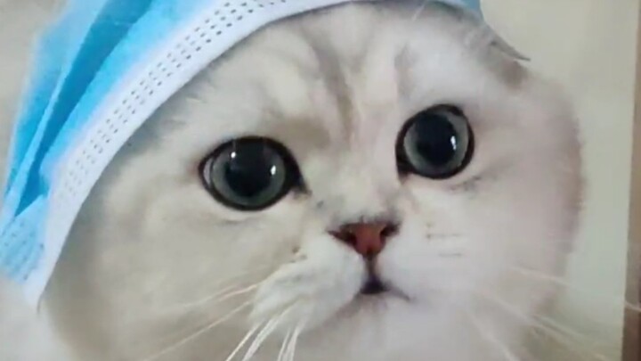 Mèo già cáu kỉnh