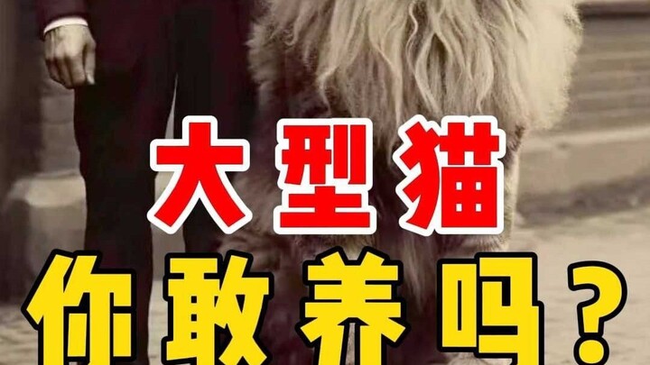 Mèo khổng lồ? Cứ thử là “chết ngay”!