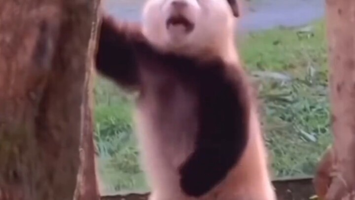 Mỗi con đều siêu đáng yêu đấy