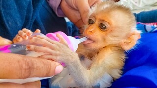 So Hungry!! Little Monkey Luxy Tries To Learn Very Hard To Drinking Milk From The Bottle