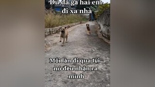 Chỉ tại điều kiện nên mới phải làm vậy...🥺🥺chó chó_cưng xuhuong giảitritiktok
