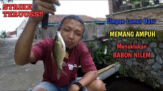 MANTAPP!! Mancing Ikan Nilem Umpan Lumut Batu.. STRIKE BABON TERUSS!!