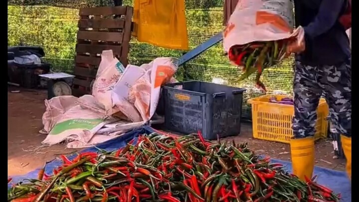 মিস্টি কুমড়া গাছে কাটিং চলছে #reelsvideoシ #NewsUpdate #followers #agriculture #malaysia