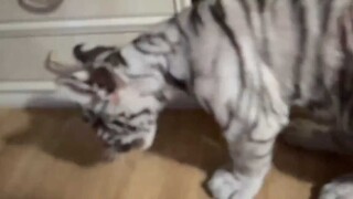 身价猛增！！！