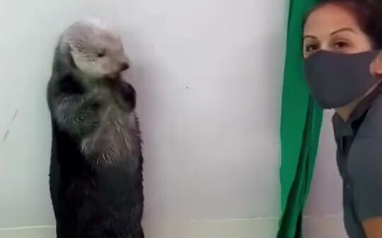 The little sea otter demonstrates how to use its pockets