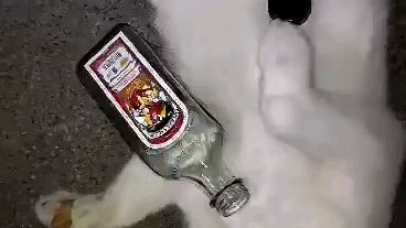 laugh trip si Leo dito🤣