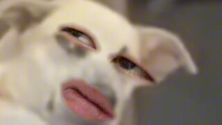 不要给我叫哇哇