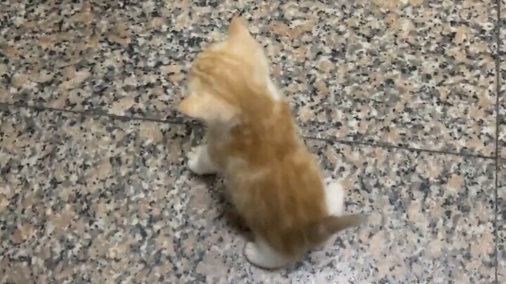 เผลอแป๊บเดียว น้องแมวก็กินจนพุงกลมเป็นลูกบอลไปแล้ว