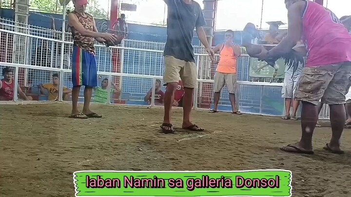 MARINDI PINAKITA NG MANOK NG KAPATID KO #sabong