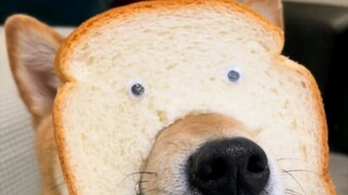 Apa yang harus dilakukan, aku tidak tahan lagi, lihat sekali lagi, ini benar-benar lucu sekali