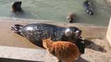 [Seal] Cat: You are a hammer!