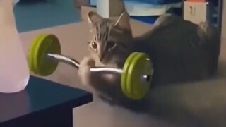 funny cat